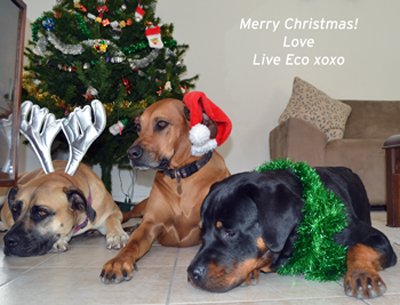 LiveEcoXmas2011_2