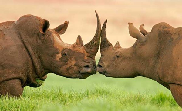 rhinos