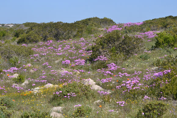 west coast nature reserve flower season