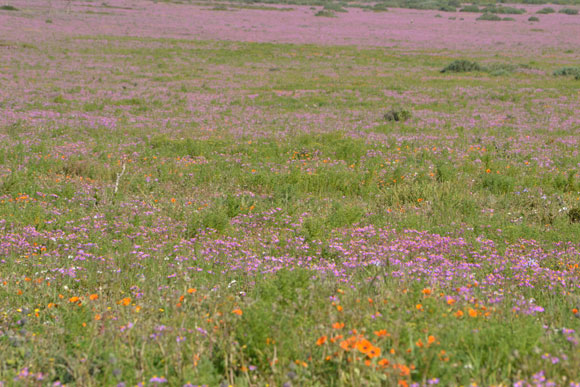 west coast nature reserve flower season