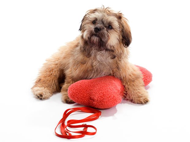 eco friendly pet toys