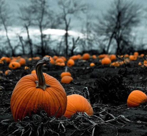 halloween7