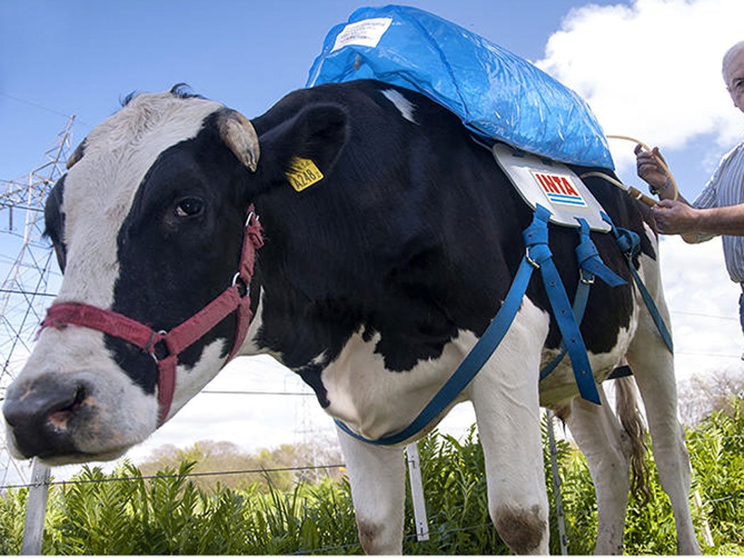 Cowabunga! Methane Backpacks to turn Cow Farts into Green Energy Live Eco